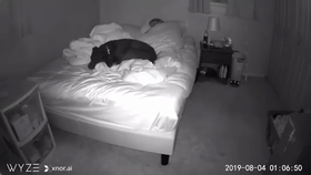 主人睡眠不好，以为是狗狗在床上捣乱，可看了监控发现... - 4