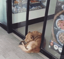 流浪狗在超市门口蹭冷气，结果却被…… - 5