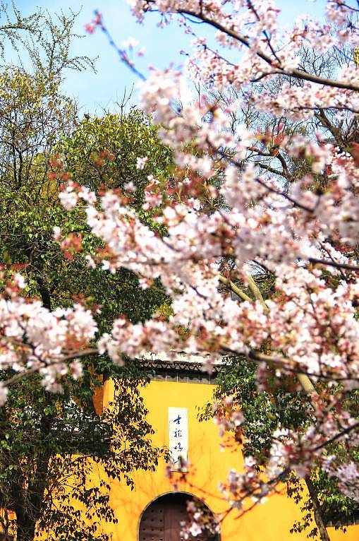 何必远赴日本，中国这8个超浪漫赏樱地，最便宜6元就可出发！ - 27