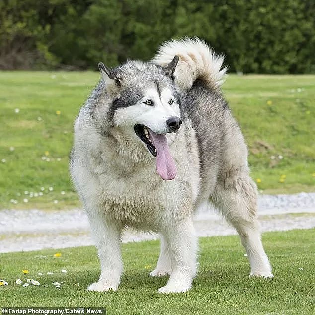 重达140斤的阿拉，成英国最胖狗砸，主人很无辜：都是邻居的错！ - 1