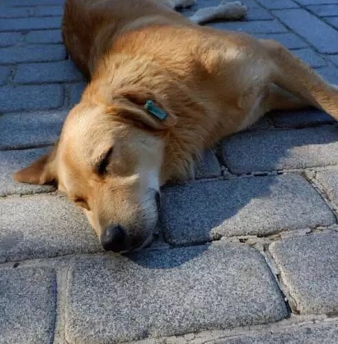 网友到土耳其旅游，“那里的流浪狗，见人就躺下求摸摸！” - 5