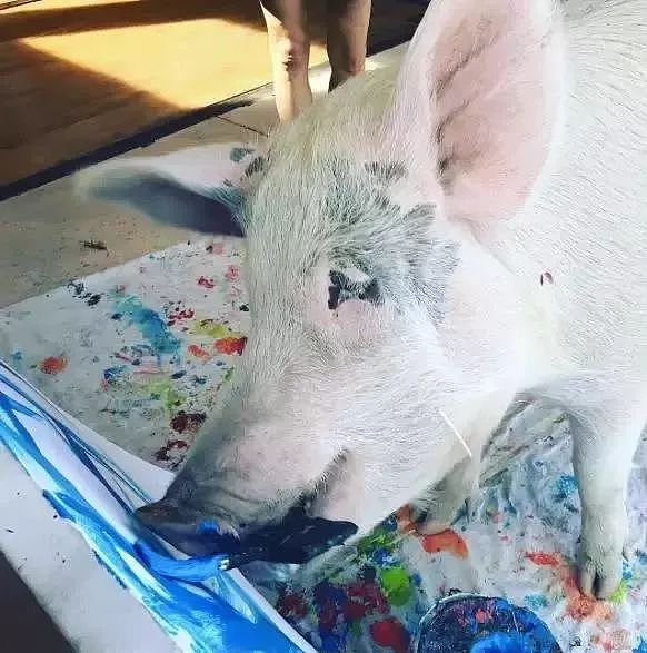 一头待宰的猪画了幅画，竟卖了23万元，被称为猪界毕加索，还全世界办展览！ - 22