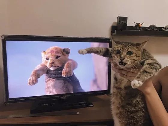 狮子王一上映，众网友纷纷拿自家猫COS，这些画面太搞笑了！ - 7