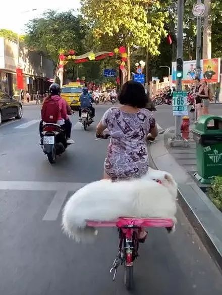 路上看到有人骑车载着头猪，凑近一看，原来是... - 2