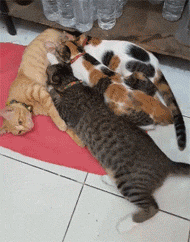 这只猫妈妈在喂奶，但一看这些小猫也太大了只还吃奶，没想到... - 3