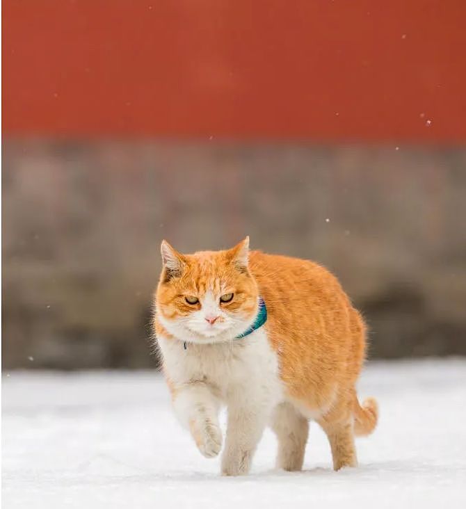 故宫猫走红：猫活出了人类该有的样子 - 13