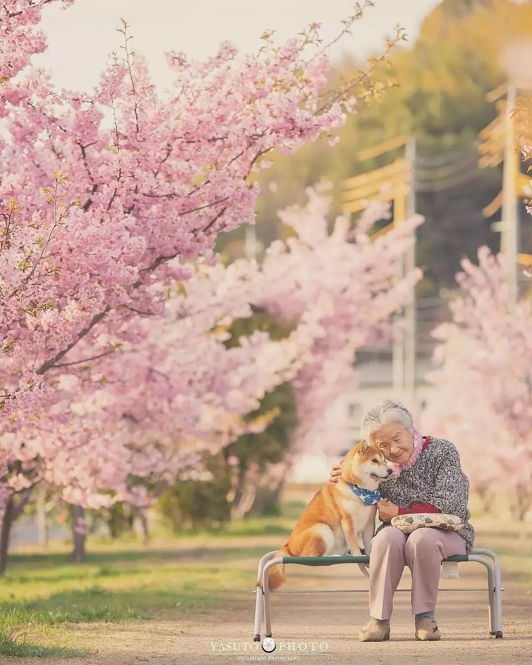 暖心！日本摄影师镜头下的奶奶和柴犬，这组照片治愈了无数网友…… - 8