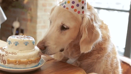 狗狗看到蛋糕的高兴样，你还觉得买蛋糕这事多余吗？ - 14