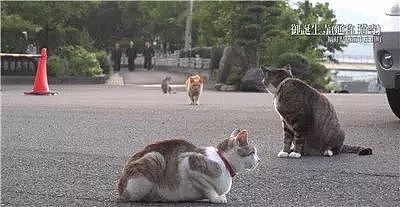 日本猫寺里住着30多只猫，竟比僧人还多，又想骗我去当和尚？ - 8