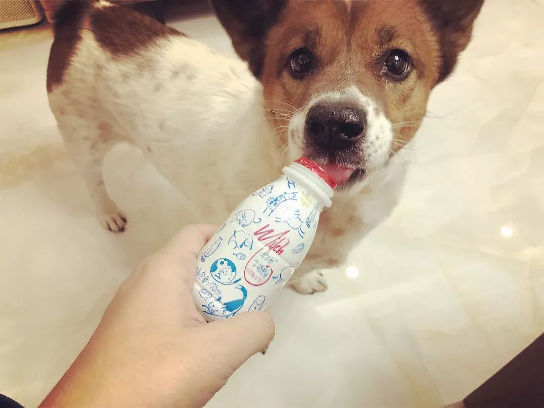 还记得你家狗狗第一次喝到酸奶的样子吗？简直萌翻了！ - 19