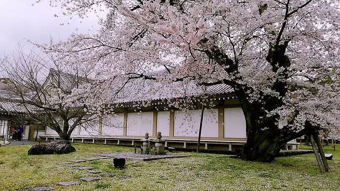 2018日本赏樱地图已发布，想看私人绝景还得抢占先机！ - 21