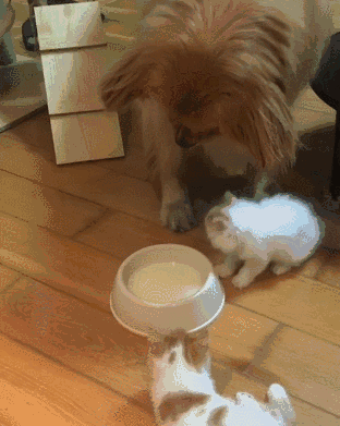 金毛把牛奶让给小猫咪喝，主人很感动，但接下来这一幕，差点把主人手机给吓掉了… - 2