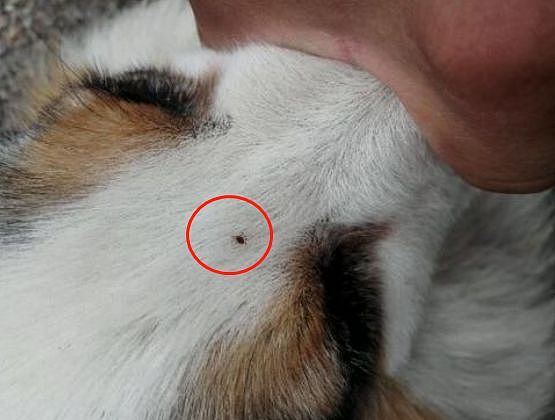 给狗狗梳毛发现耳背上的小硬块，拔下来后铲屎官吓到过敏…… - 13