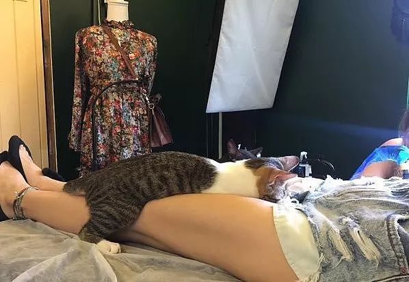 纹身店的猫咪，一有客人来，就喜欢躺在客人腿间睡觉，好不正经！ - 5
