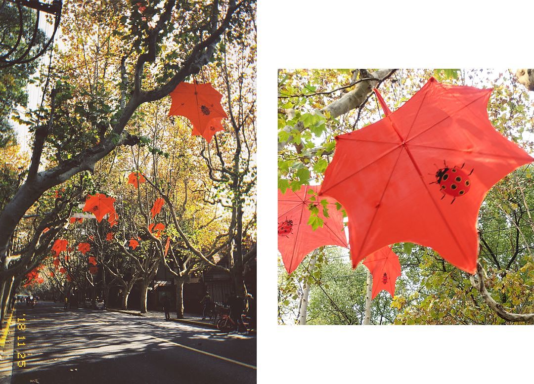 上海最美的秋天，最浪漫的落叶，一定要去这条街 - 10