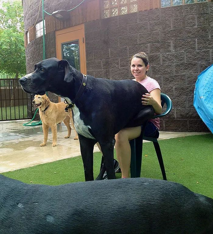 世界最大狗狗的大丹犬，到底有多大？ - 15
