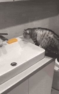 这猫爪贱，看到洗手台上的肥皂，很好奇就拍了下，结果... - 2