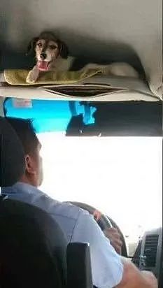 公交司机在车上偷偷养狗，竟然得到所有乘客的支持 - 5