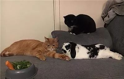 这2只由兔兔带大的猫咪，不仅喜欢霸占兔窝，还喜欢围观兔兔吃饭。 - 15