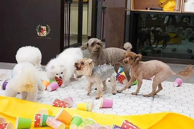 韩国狗狗幼儿园课程表曝光，原来它们上学不止打闹和睡觉！ - 35