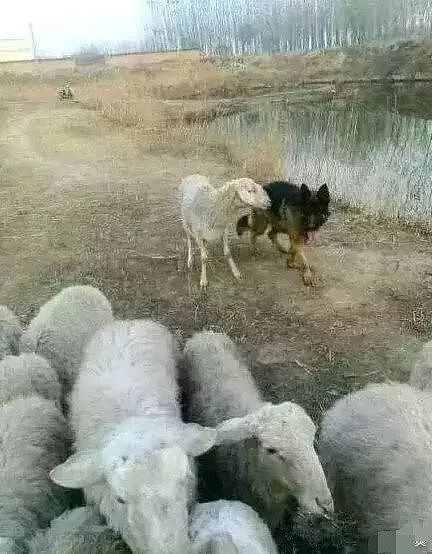 主人让牧羊犬放羊，它竟然把羊给上了！ - 1