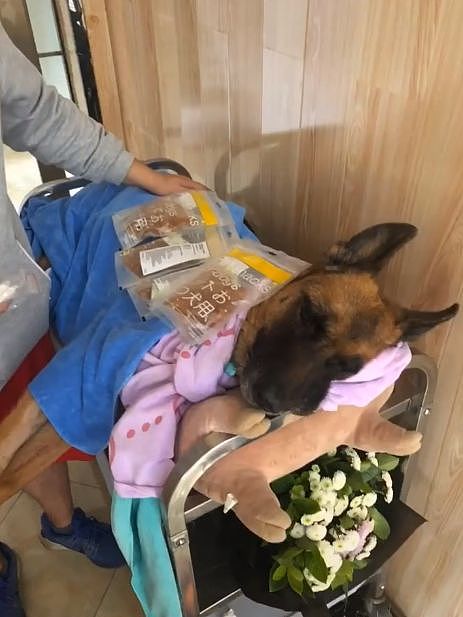 参与过汶川地震救援的最后一只搜救犬去世，“沈虎，愿你一路走好…” - 2