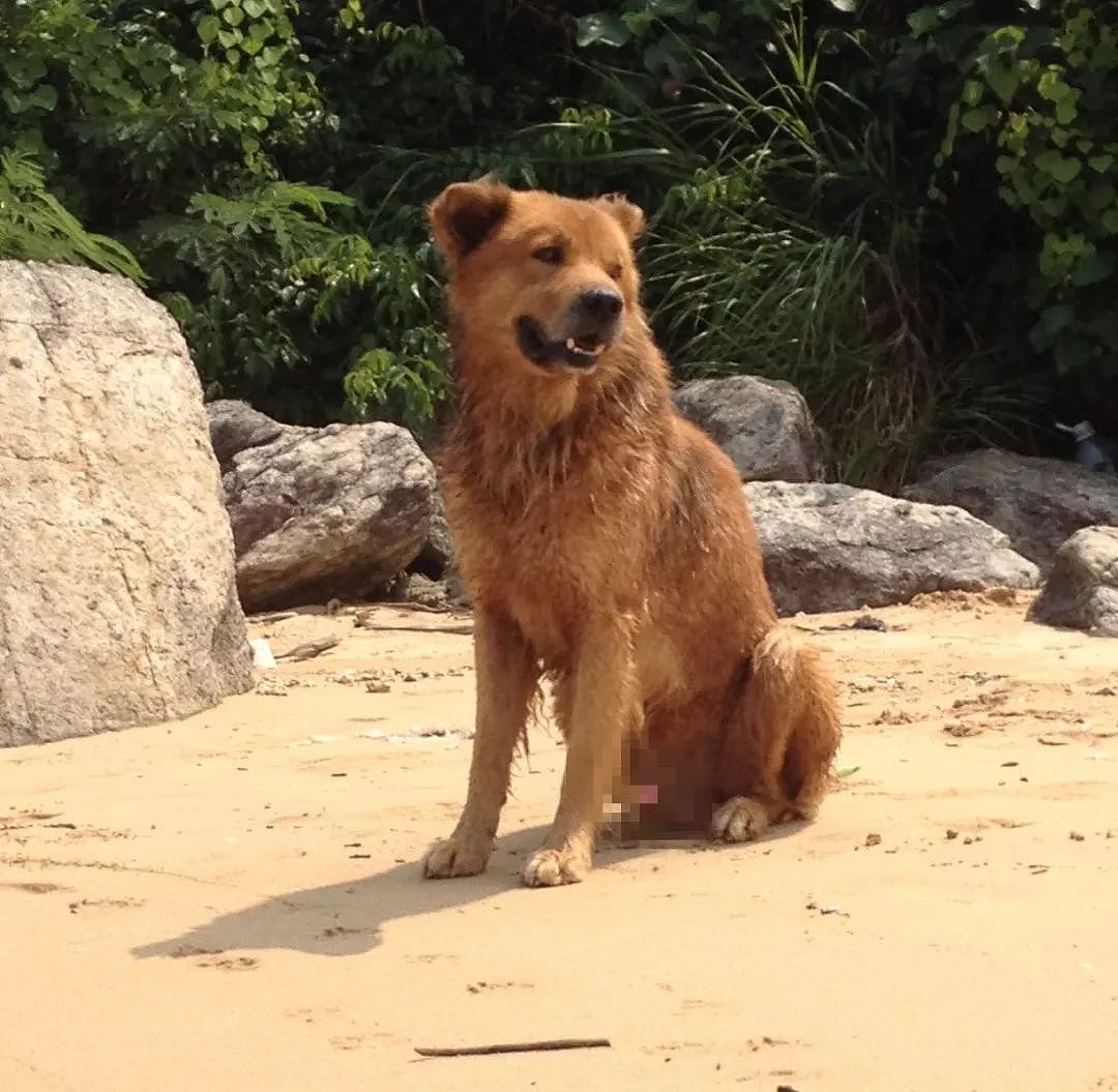 香港“犬之岛”——专门遗弃狗狗的5座孤岛，如今变成这样了…… - 8