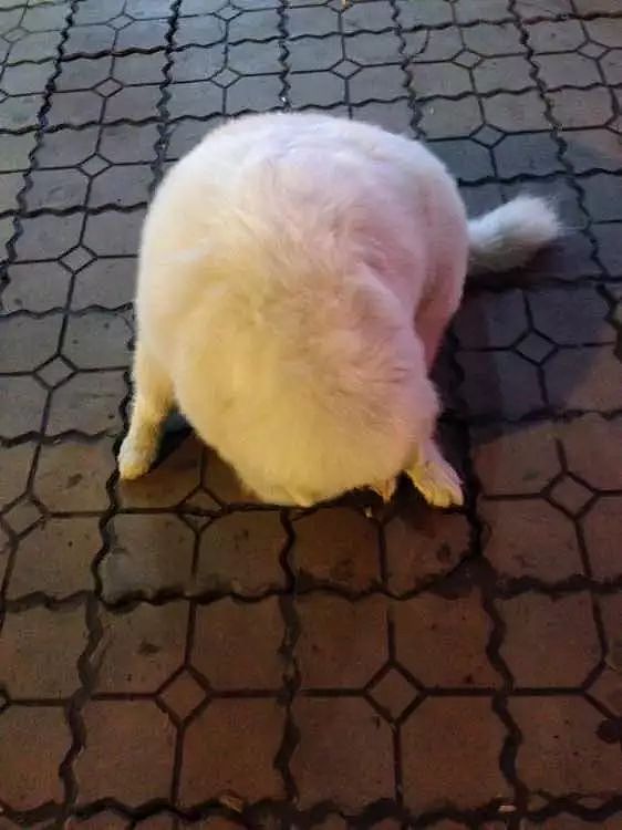 网友家的狗过年胖了6斤，主人：我为了给它减肥都遛瘦了！ - 3