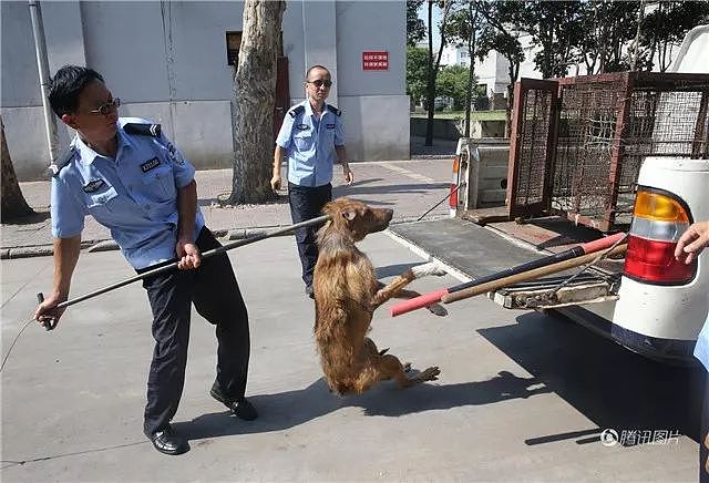 蒲江的警察蜀黍只用一招，就让养狗人“束手就擒”… - 4