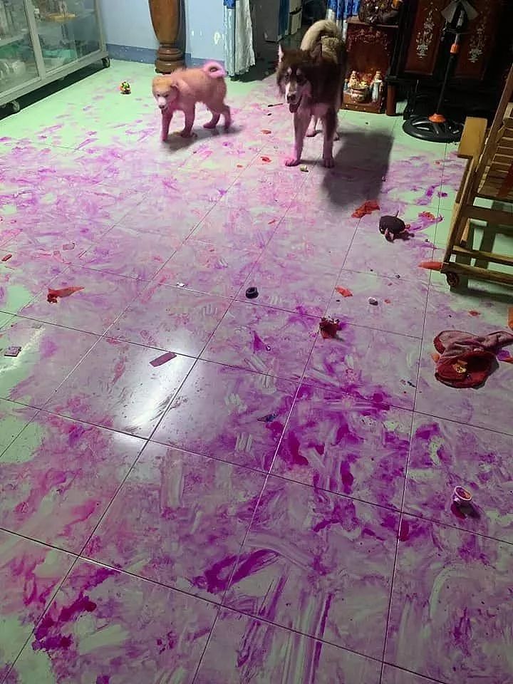狗砸用火龙果给家里地板打蜡，主人：要崩溃了…… - 1