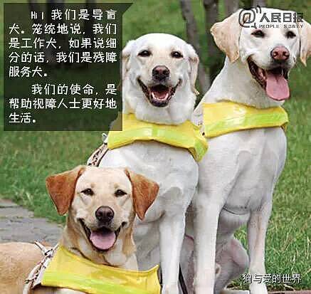 合肥首只导盲犬乘坐交通工具被拒：你要带狗上，我就不开车！ - 6
