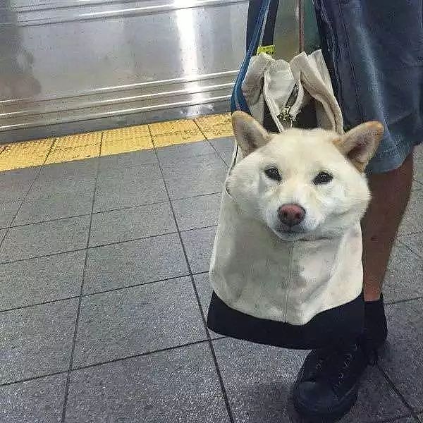 把狗装起来就能乘地铁！可这只萨摩耶却被拦了下来，原因是... - 3