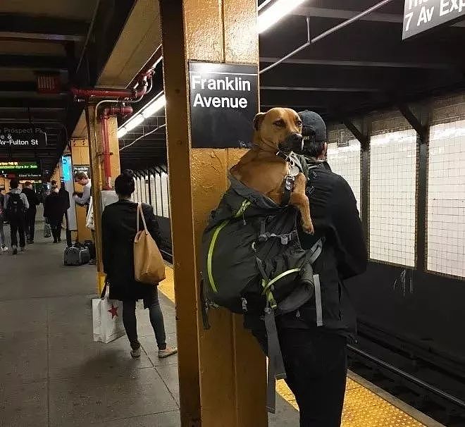 把狗装起来就能乘地铁！可这只萨摩耶却被拦了下来，原因是... - 5