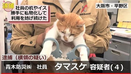 日本一只橘猫由于妨害公务罪，惨遭逮捕，目前情绪稳定！ - 10