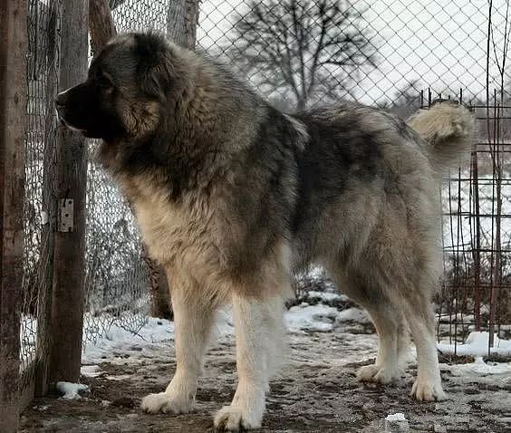 “北欧巨兽”高加索犬：俄罗斯国宝犬种，养了这狗才是真有安全感！ - 5
