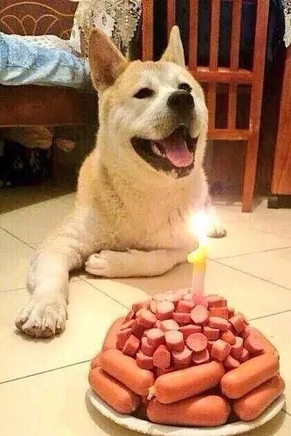 当狗狗收到生日蛋糕，脸上的表情绝了…… - 15