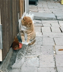 这只公鸡伸出篱笆在吃虫，猫看到后，非常好奇，这举动笑屎！ - 1