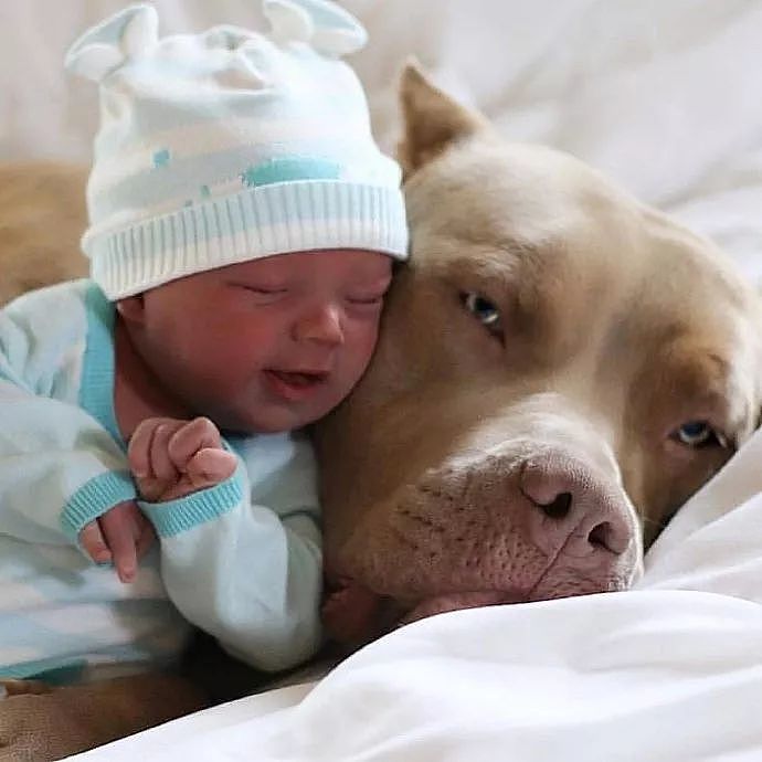 世上有一种爱叫：当宠物狗遇上小Baby - 1