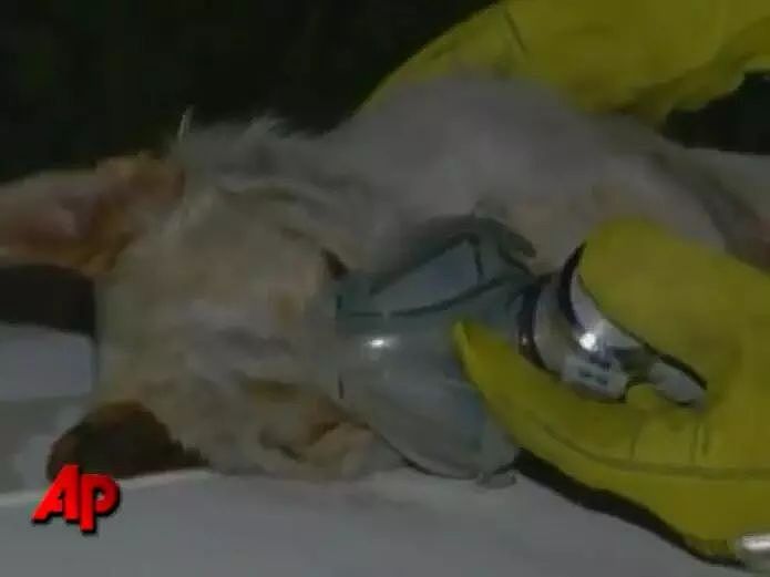 消防员从火灾中救出一只狗，却被狗狗的行为震惊了！ - 7