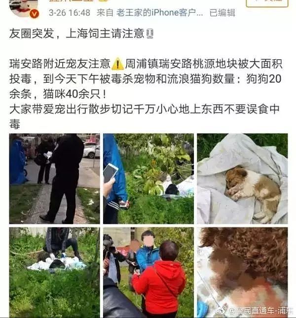 上海连环毒狗案告破，凶手竟然只有15岁！ - 2