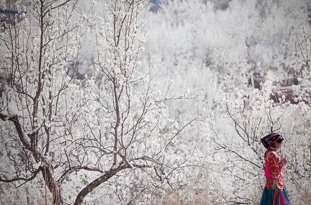 四川有个世界罕见的古梨仙境，一下梨花雪，就惊艳了整个春天！ - 10