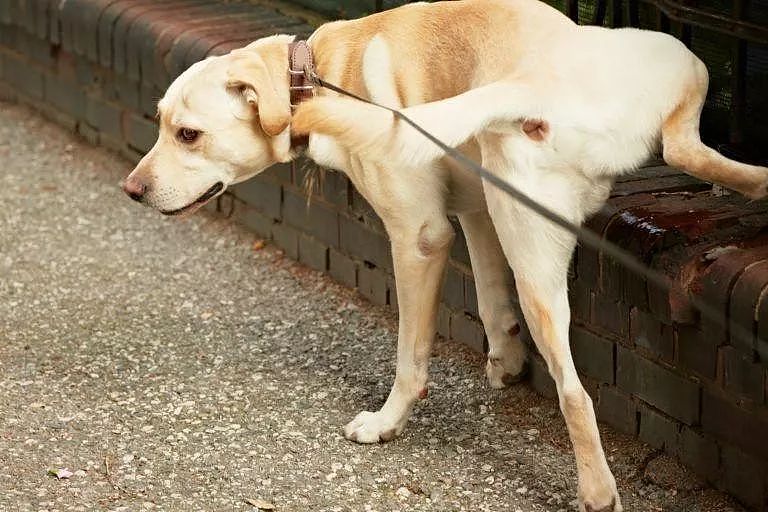 狗能通过尿尿伪装身高？专家：但有一种狗是例外… - 2