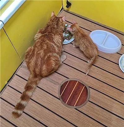 出生不久的小浪猫，遇到水手大哥后，不仅学会海上生存技能，还... - 11