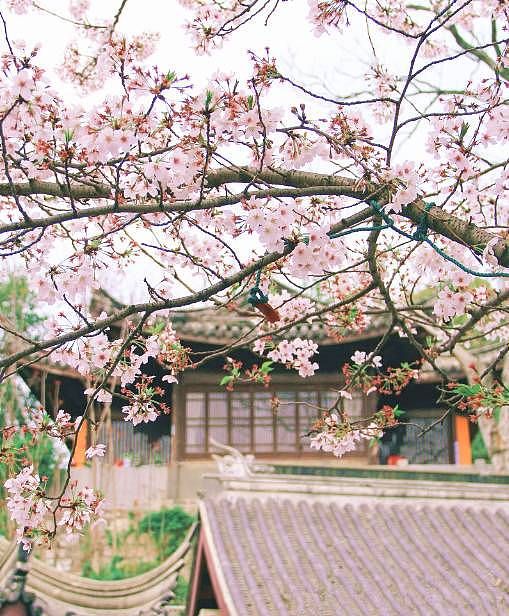 何必远赴日本，中国这8个超浪漫赏樱地，最便宜6元就可出发！ - 32