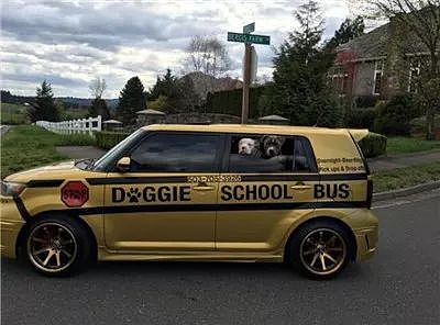 因为喜欢狗狗，他不光创办了狗狗学校，现在还当起了“校车司机”！ - 2