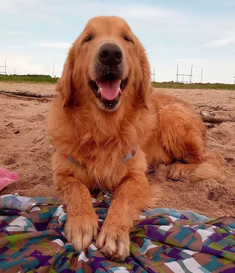 狗子在沙滩花式挖沙，这波操作必须保送蓝翔！ - 8