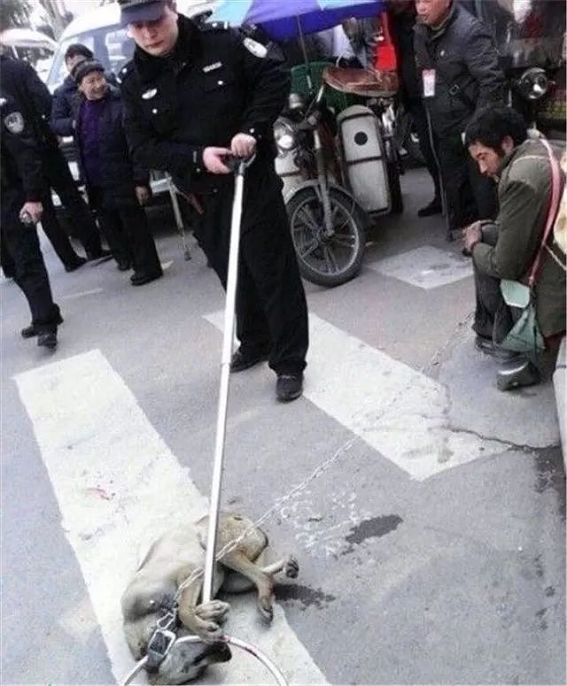 蒲江的警察蜀黍只用一招，就让养狗人“束手就擒”… - 6