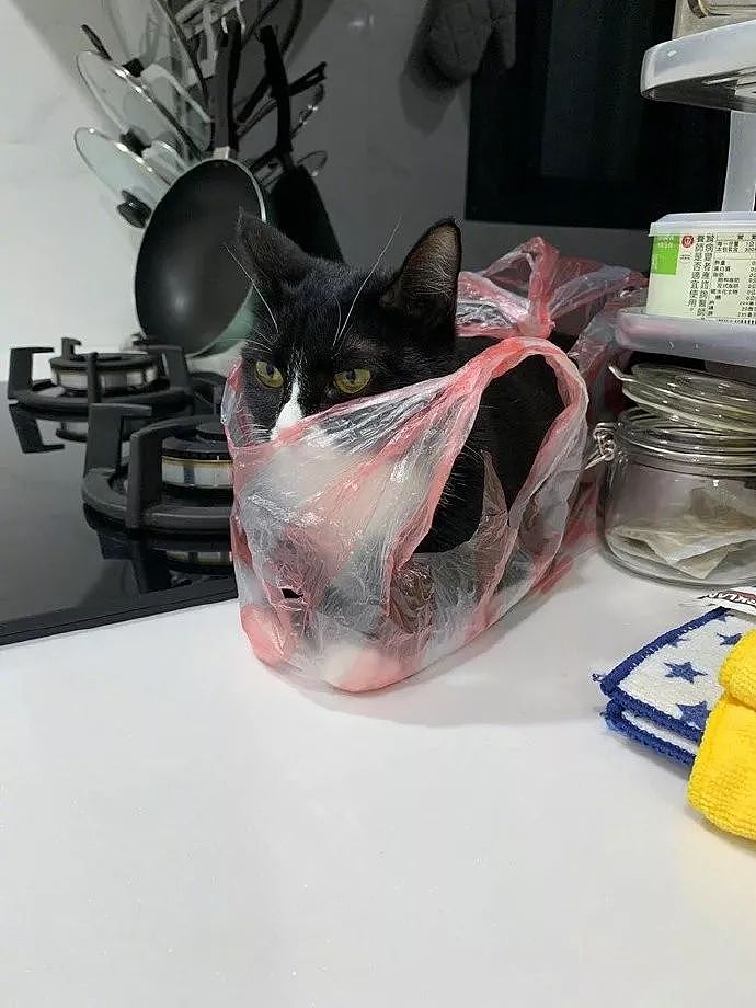 主人忘记把厨房的塑胶袋扔掉，过一会回来，里面长了一只猫！ - 2