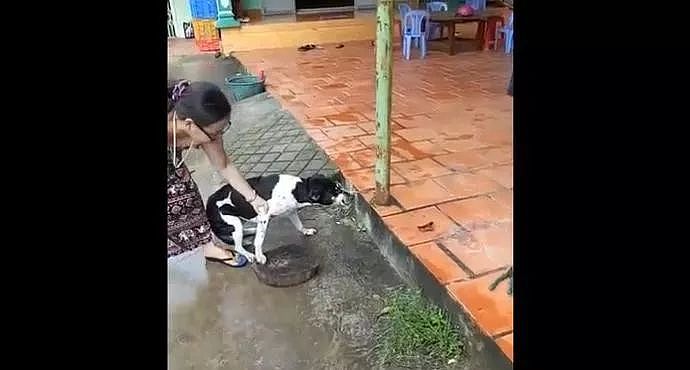 狗狗被主人砍断前腿只因犯了一个小错，邻居不劝阻甚至还在一旁拍视频 - 4