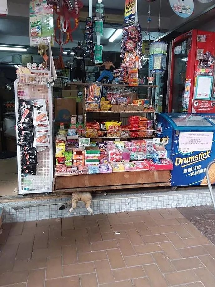 主人叫猫咪看店，它居然躲在柜子下休息，还露出大腿，笑裂！ - 3